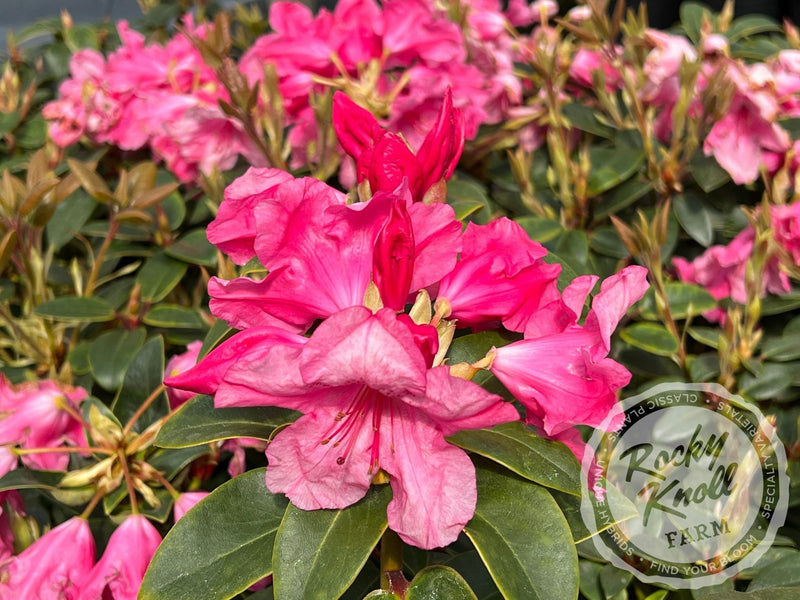 Oudijk's Sensation plant from Rocky Knoll Farm
