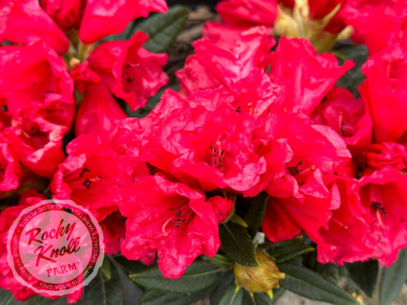 Belva’s Joy plant from Rocky Knoll Farm