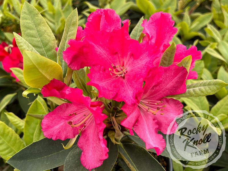 Martin 225 plant from Rocky Knoll Farm
