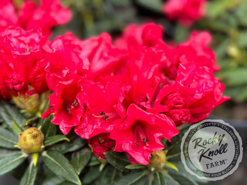 Belva’s Joy plant from Rocky Knoll Farm