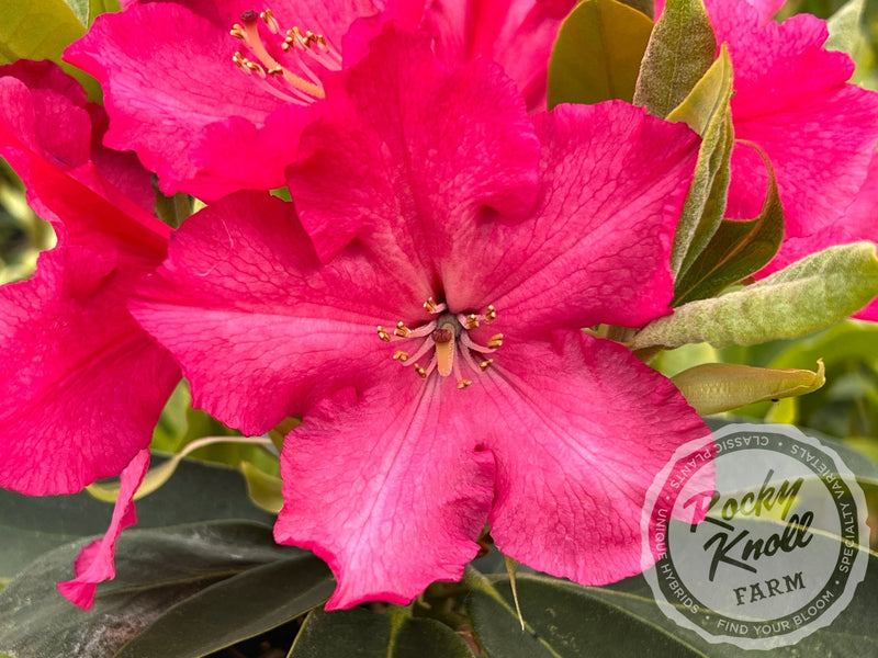 Martin 225 plant from Rocky Knoll Farm