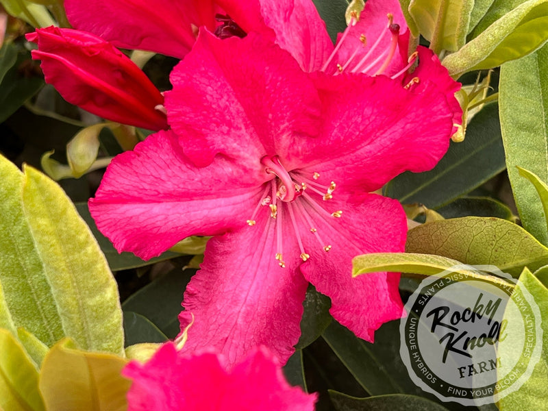 Martin 225 plant from Rocky Knoll Farm