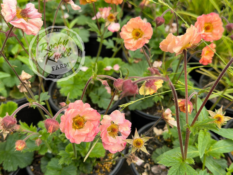 Geum 'Mai Tai' (Avens) plant from Rocky Knoll Farm