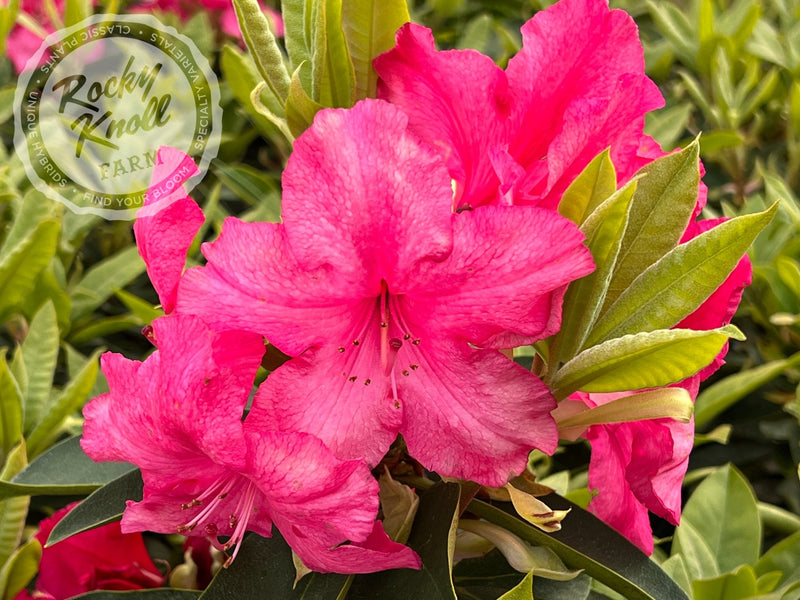 Martin 225 plant from Rocky Knoll Farm