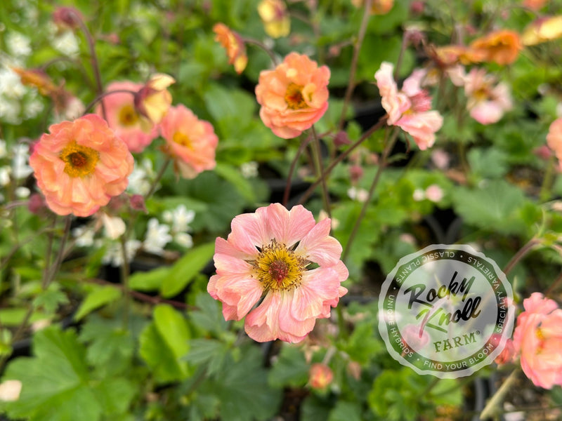 Geum 'Mai Tai' (Avens) plant from Rocky Knoll Farm