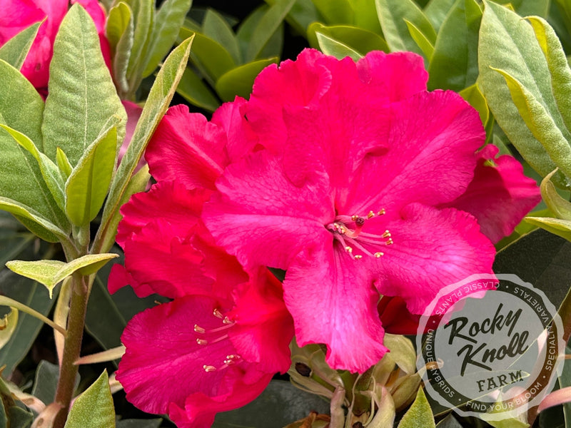 Martin 225 plant from Rocky Knoll Farm