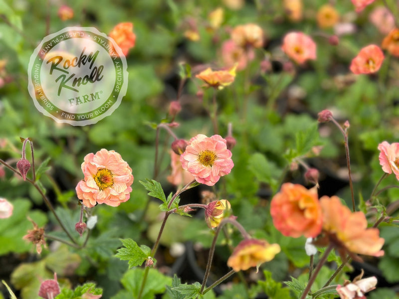 Geum 'Mai Tai' (Avens) plant from Rocky Knoll Farm