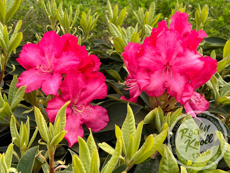 Martin 225 plant from Rocky Knoll Farm