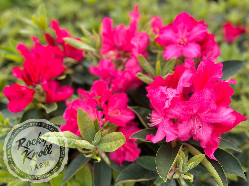 Martin 225 plant from Rocky Knoll Farm