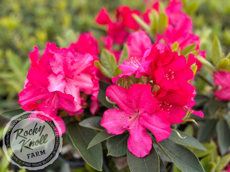 Martin 225 plant from Rocky Knoll Farm