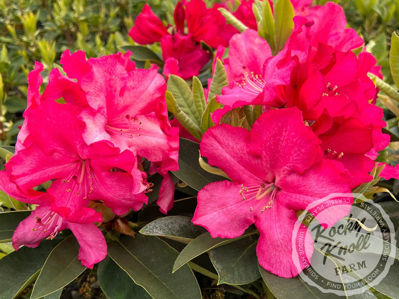 Martin 225 plant from Rocky Knoll Farm