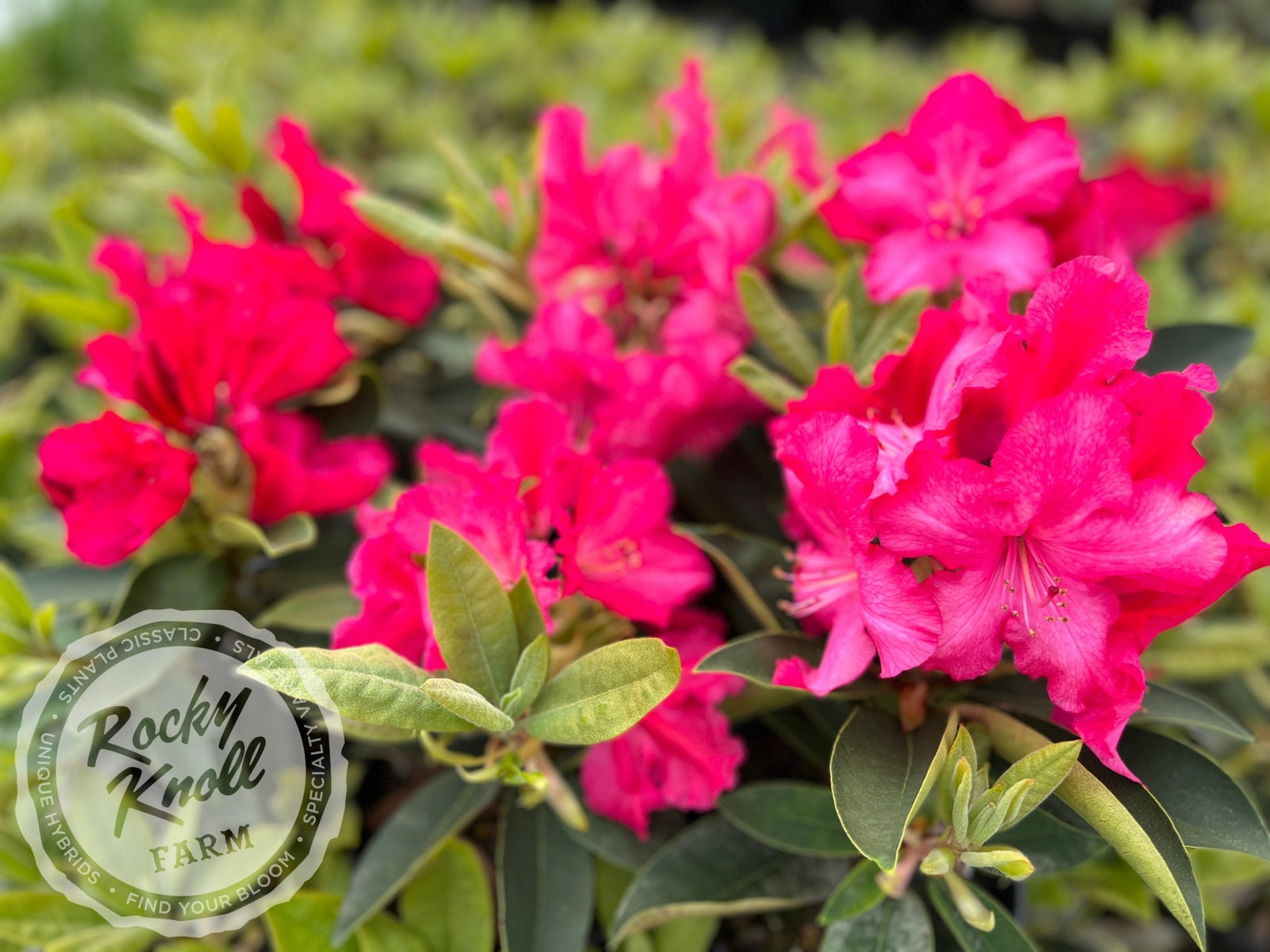 Martin 225 - Rocky Knoll Farm