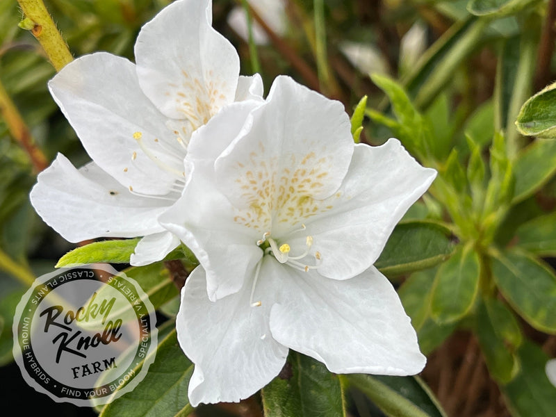 Everest plant from Rocky Knoll Farm