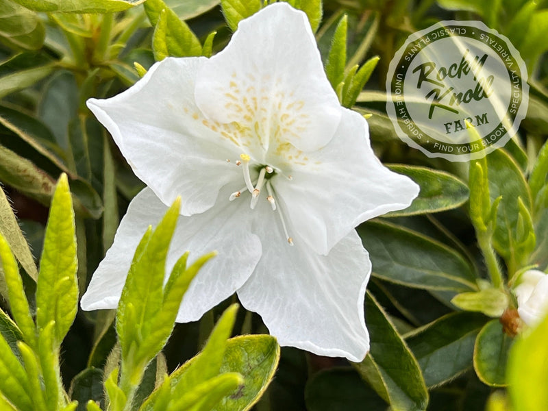 Everest plant from Rocky Knoll Farm