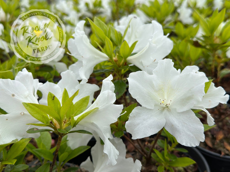 Nuccio's Mamma Mia plant from Rocky Knoll Farm