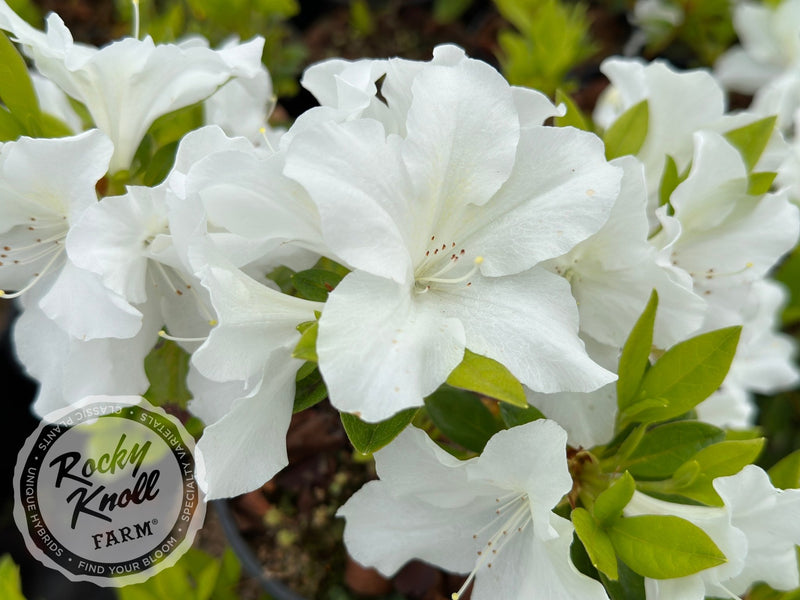 Nuccio's Mamma Mia plant from Rocky Knoll Farm