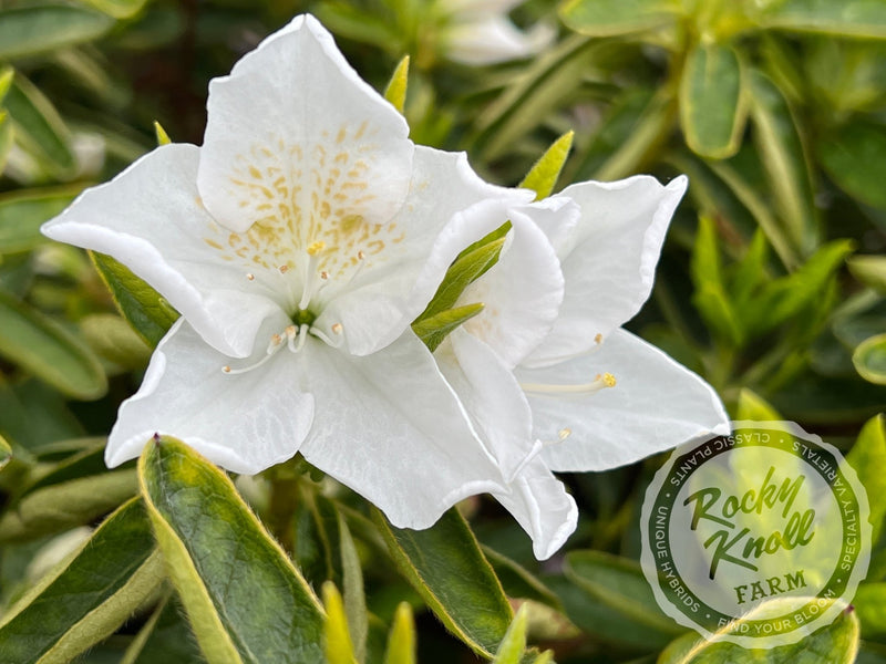 Everest plant from Rocky Knoll Farm