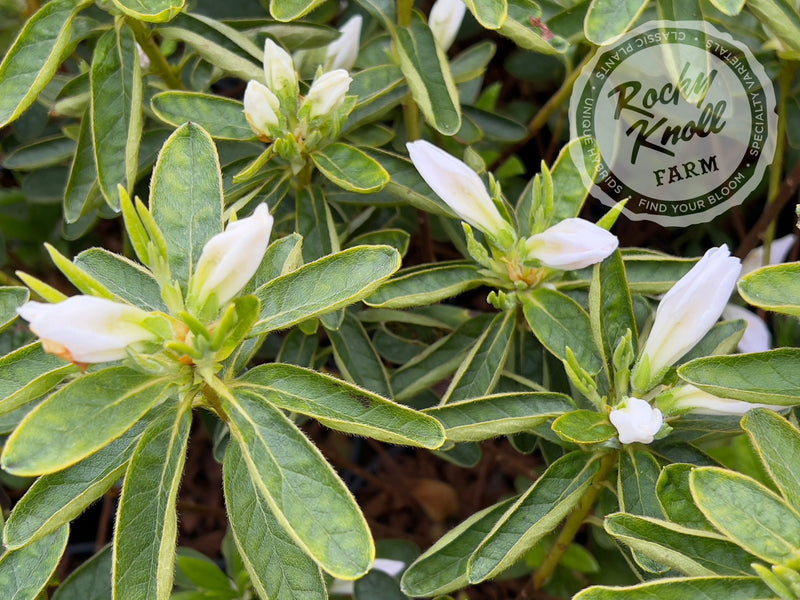 Everest plant from Rocky Knoll Farm