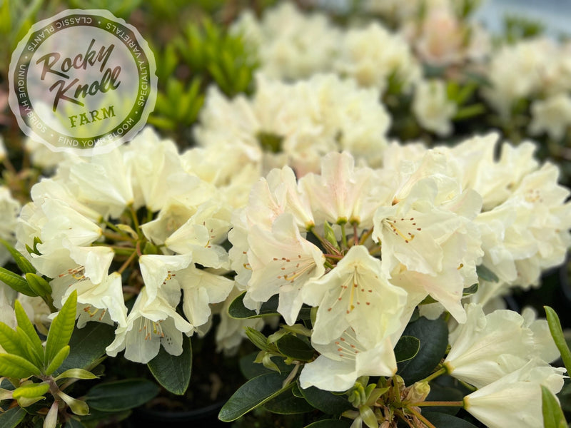 Dreamy Cream plant from Rocky Knoll Farm