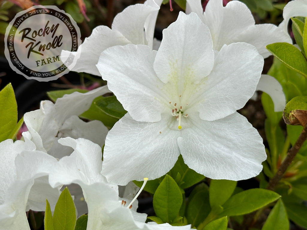 Nuccio's Mamma Mia - Rocky Knoll Farm