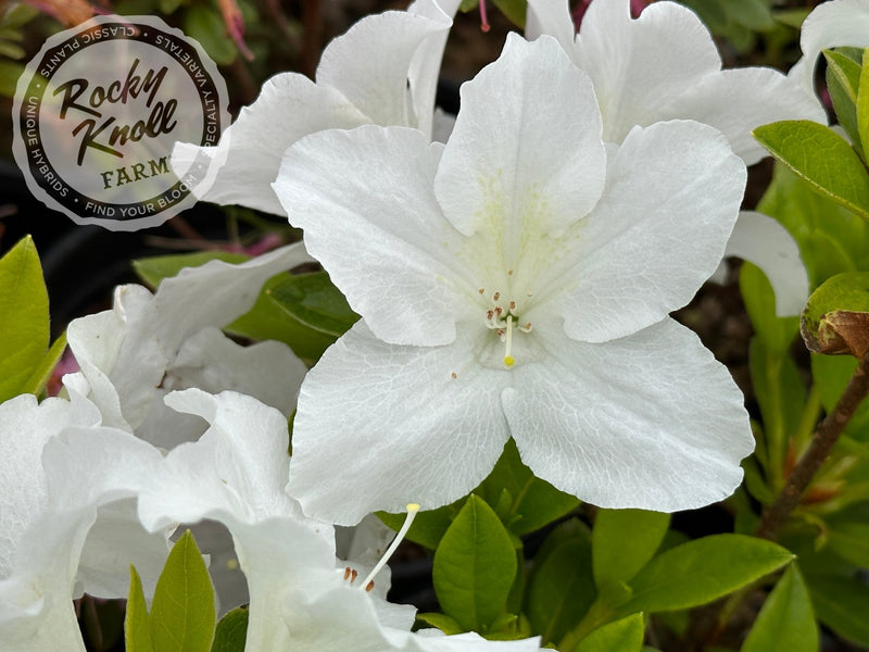 Nuccio's Mamma Mia plant from Rocky Knoll Farm