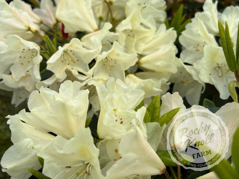 Dreamy Cream plant from Rocky Knoll Farm