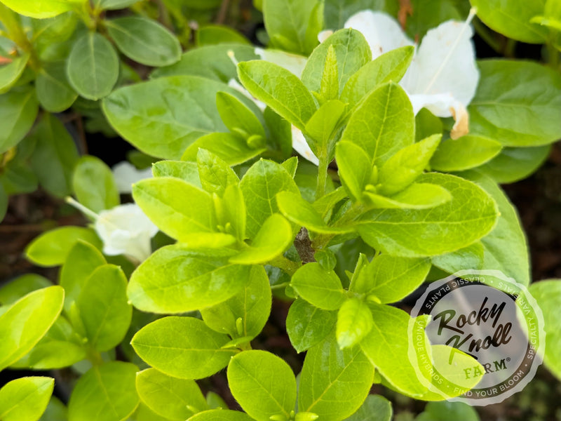 Glacier plant from Rocky Knoll Farm