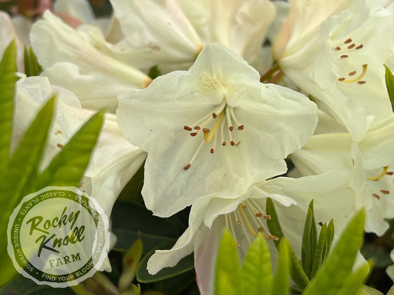 Dreamy Cream plant from Rocky Knoll Farm
