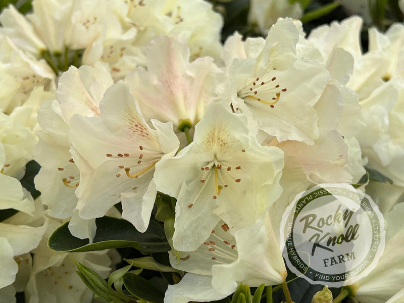 Dreamy Cream plant from Rocky Knoll Farm