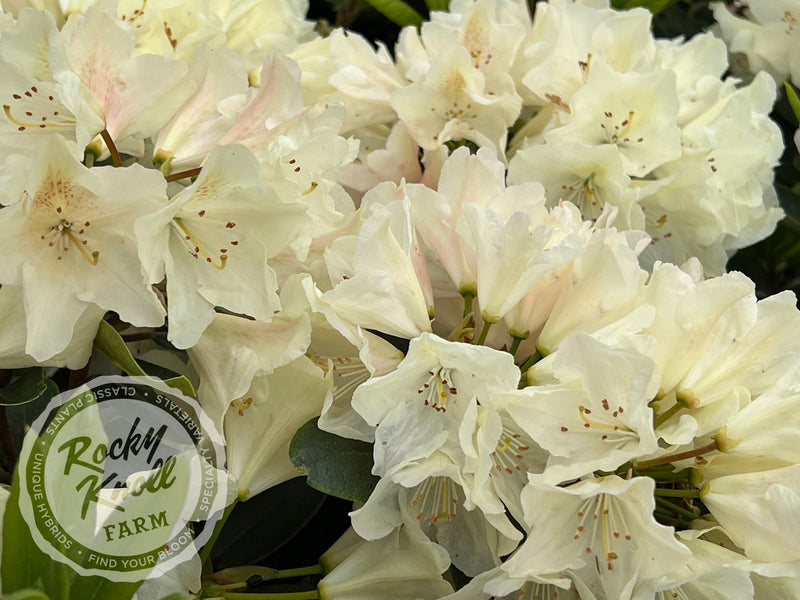 Dreamy Cream plant from Rocky Knoll Farm
