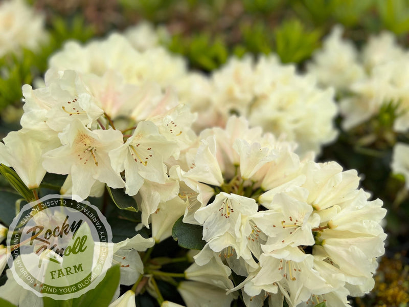 Dreamy Cream plant from Rocky Knoll Farm