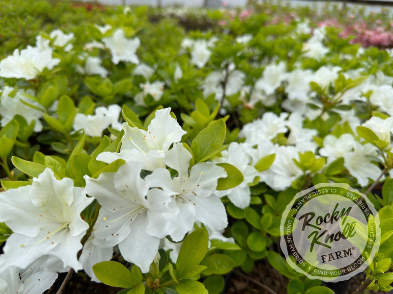 Glacier plant from Rocky Knoll Farm