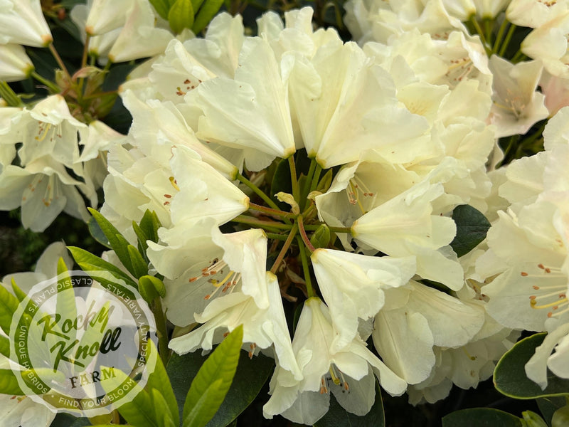 Dreamy Cream plant from Rocky Knoll Farm