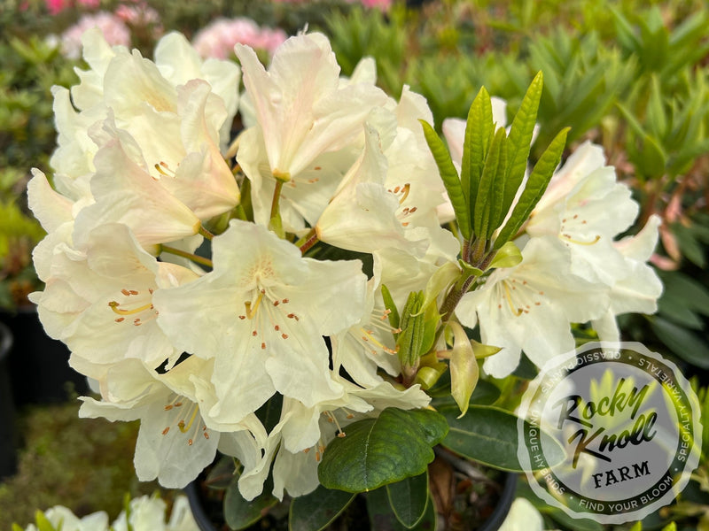 Dreamy Cream plant from Rocky Knoll Farm