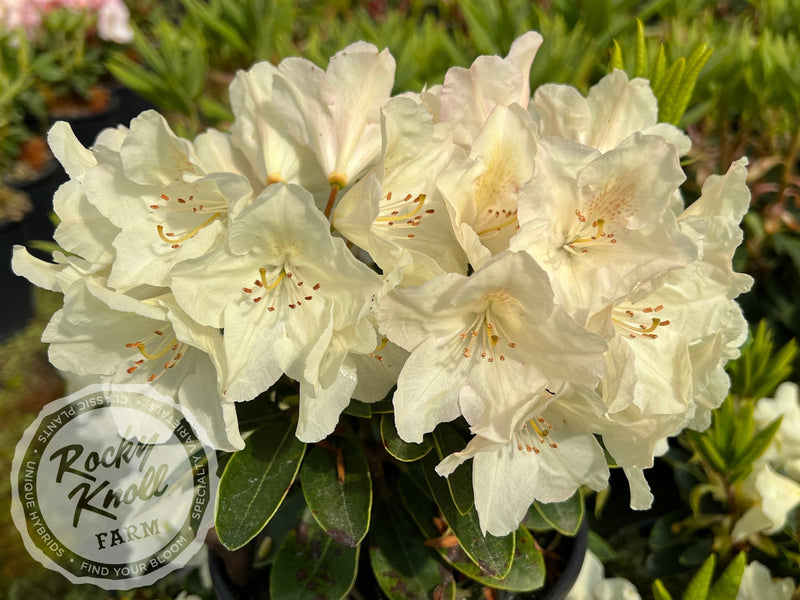 Dreamy Cream plant from Rocky Knoll Farm