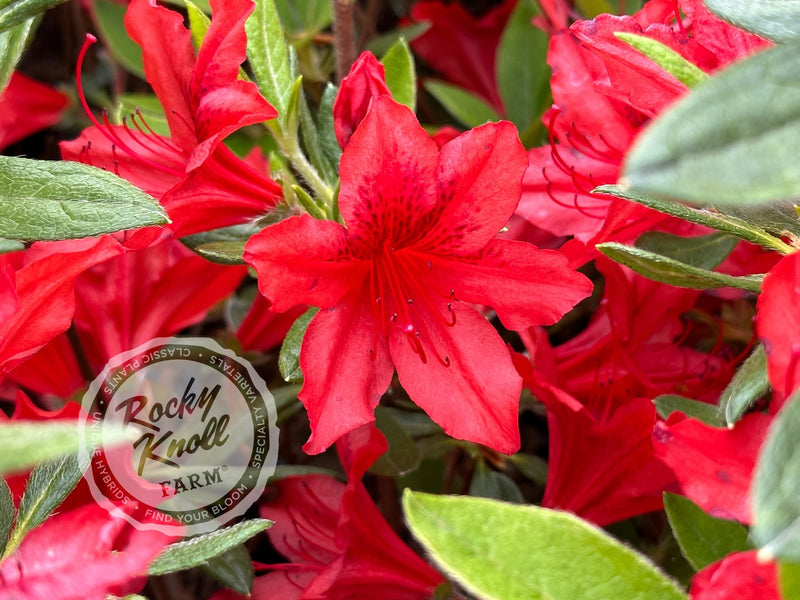 Koningin Wilhelmina plant from Rocky Knoll Farm
