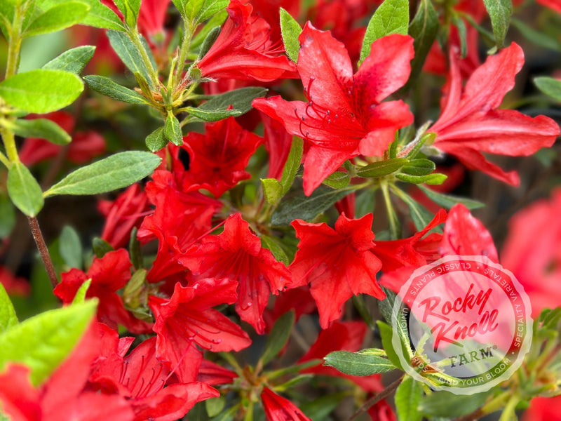 Koningin Wilhelmina plant from Rocky Knoll Farm