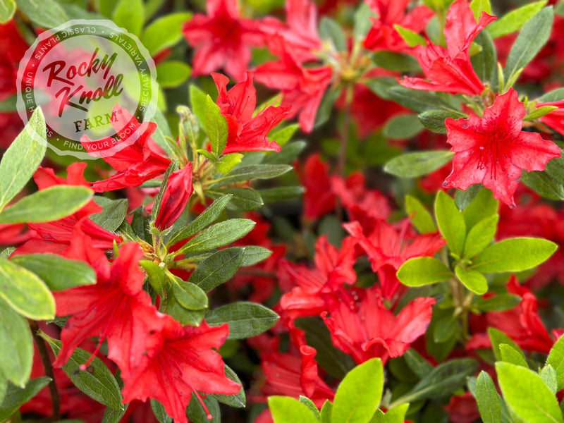 Koningin Wilhelmina plant from Rocky Knoll Farm