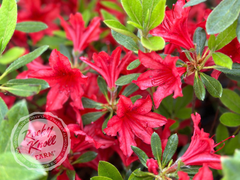 Koningin Wilhelmina plant from Rocky Knoll Farm