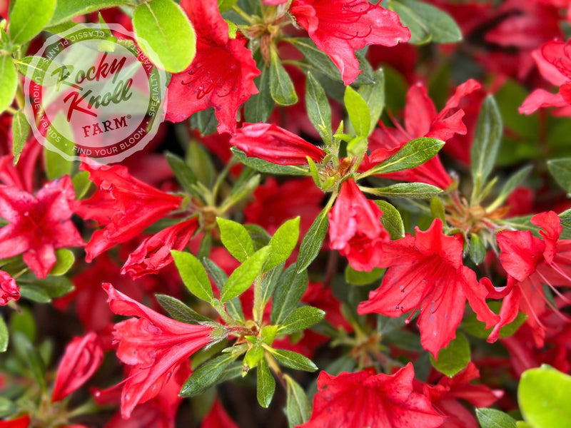 Koningin Wilhelmina plant from Rocky Knoll Farm