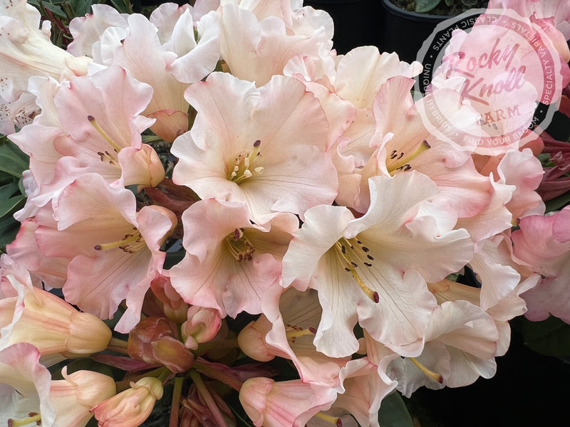 Elegant Dancer plant from Rocky Knoll Farm