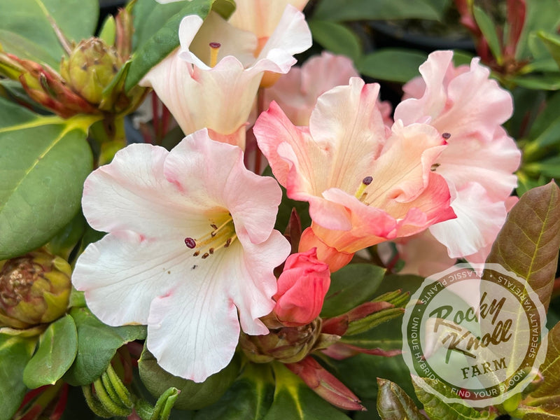 Elegant Dancer plant from Rocky Knoll Farm