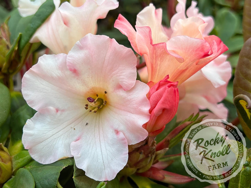 Elegant Dancer plant from Rocky Knoll Farm