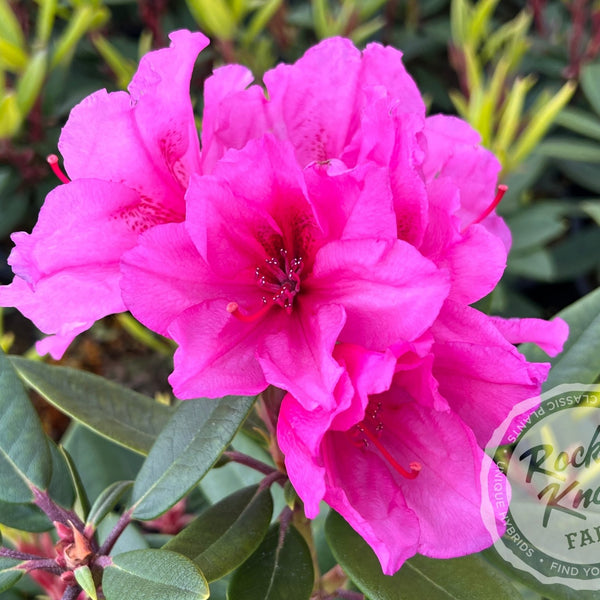 Creole Belle - Rocky Knoll Farm