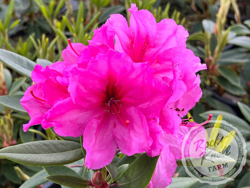 Creole Belle plant from Rocky Knoll Farm