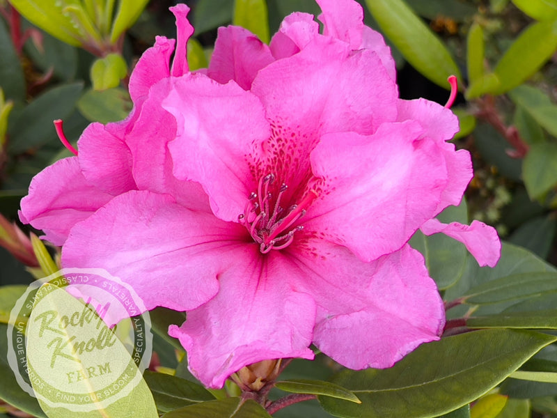 Creole Belle plant from Rocky Knoll Farm