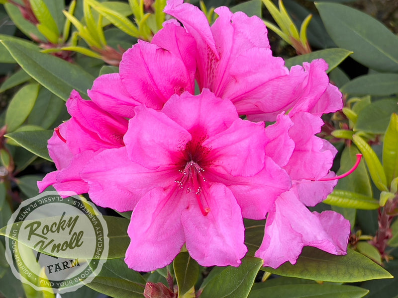 Creole Belle plant from Rocky Knoll Farm