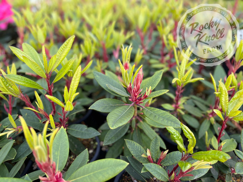 Creole Belle plant from Rocky Knoll Farm