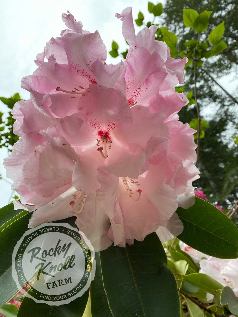 Cotton Candy plant from Rocky Knoll Farm