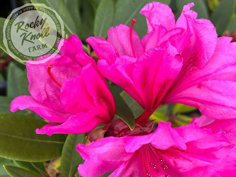 Creole Belle plant from Rocky Knoll Farm